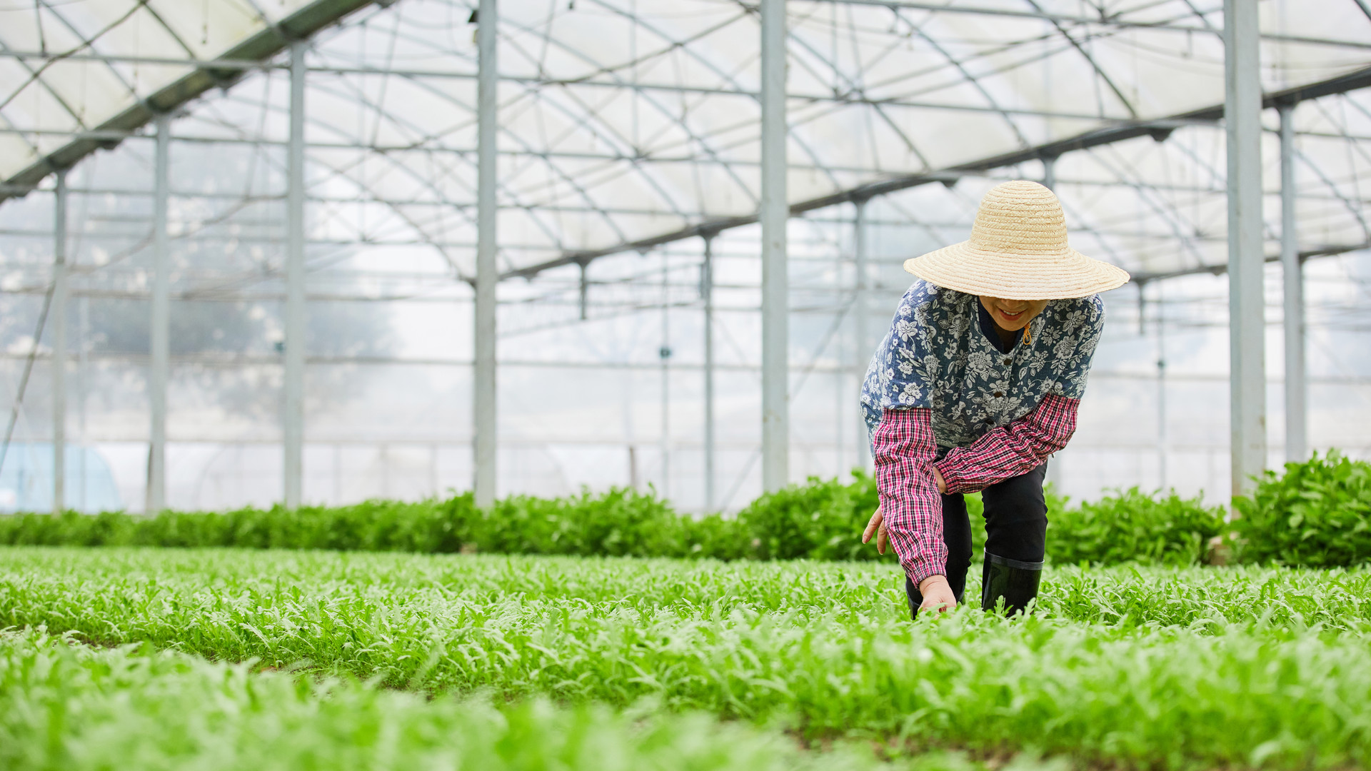 1619142109374841.jpg 攝圖網(wǎng)_501735304_banner_茼蒿大棚除草的農(nóng)民(企業(yè)商用).jpg